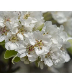 Herbstbirne 'Vereinsdechant' 9 Herbstbirne 'Vereinsdechant' -Dehner 7772064 PR FS 011 PyrusVereinsdechantBirnePixabay