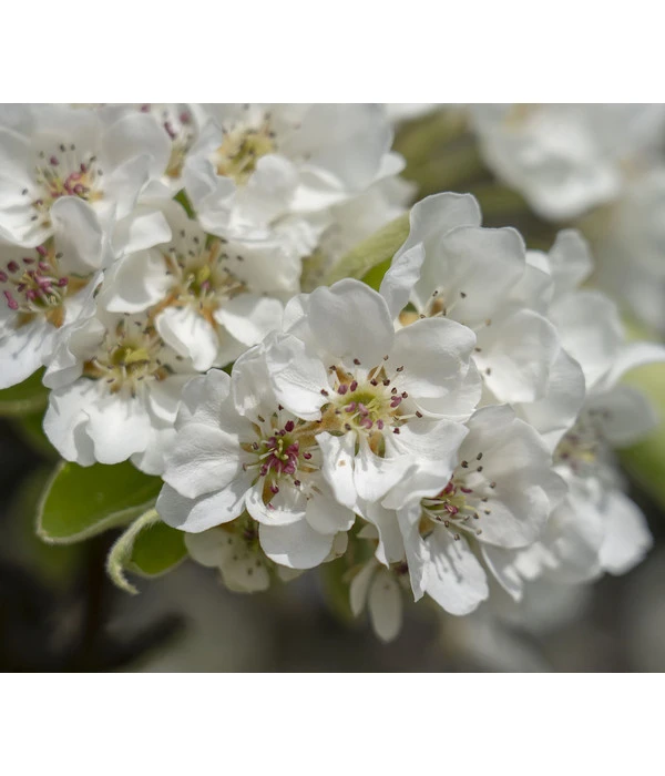 Herbstbirne 'Vereinsdechant' 5 Herbstbirne 'Vereinsdechant' – Bild 3