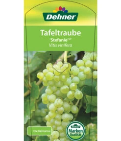 Tafeltraube 'Stefanie' -Dehner 7773278 TafeltraubeStefanie Etikett 1