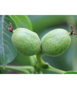 Weinheimer Walnuss Klon 139 -Dehner 7776818 WE DE WeinheimerWalnussKlon139Pixabay