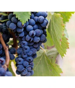 Dehner Gourmet Garten Tafeltraube 'Muscat Blue' -Dehner 7779101 PR DE 002 VitisWeintraubenMuscatBleuPixabay