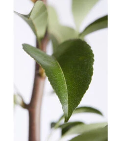 Birnen-Duo 'Williams Christ/Conference' -Dehner 7780646 PR DE 001 BirneGuteLuiseWilliamChristDuo95LiterDehnerExpressZS