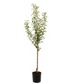 Birnen-Duo 'Williams Christ/Conference' -Dehner 7780646 PR FS 001 BirneGuteLuiseWilliamChristDuo95LiterDehnerExpressZS