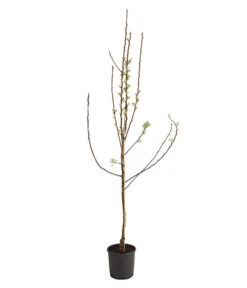 Birnen-Duo 'Williams Christ/Conference' -Dehner 7780646 WE FS 001 BirneBirnenDuoWCGLDehnerExpressHerzig