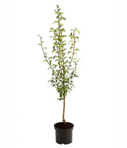 Birnen-Duo 'Williams Christ/Vereinsdechant' -Dehner 7780778 PR FS 001 BirnenDuoWilliamsChristVereinsdechant95LiterDehnerExpressHerzig