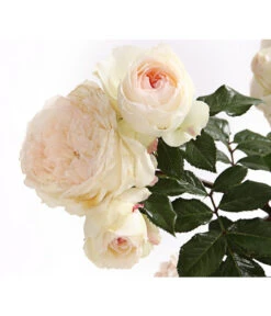 Rosenmix Edel- Und Beetrosen -Dehner 7801103 PR DE 001 RosenInSortenHuckfeldt10LiterEdelroseStephanieBaroninZuGuttenbergDehnerExpressHerzig