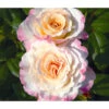 Edelrose 'Aquarell®', Stämmchen 2 Edelrose 'Aquarell®', Stämmchen -Dehner 7803349 WE DE 002 NostalgieEdelroseAquarellTantauGelbKirschrotRet