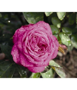 Zwergrose 'Heidi Klum®' -Dehner 7803471 WE DE 002 NostalgieZwergroseHeidiKlumTantauBordeauxViolett