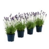 Duft-Lavendel 'Felice', 4er-Set 2 Duft-Lavendel 'Felice', 4er-Set -Dehner 7805773 WE FS 001 LavendelpaketDuftLavendelAngustifoliaFeliceLavandula4Pflanzen