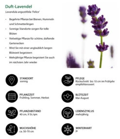 Lavendel-Set Lavendel-Vielfalt, 4-teilig 13 Lavendel-Set Lavendel-Vielfalt, 4-teilig -Dehner 7805773 WE IG 001 DuftLavendel