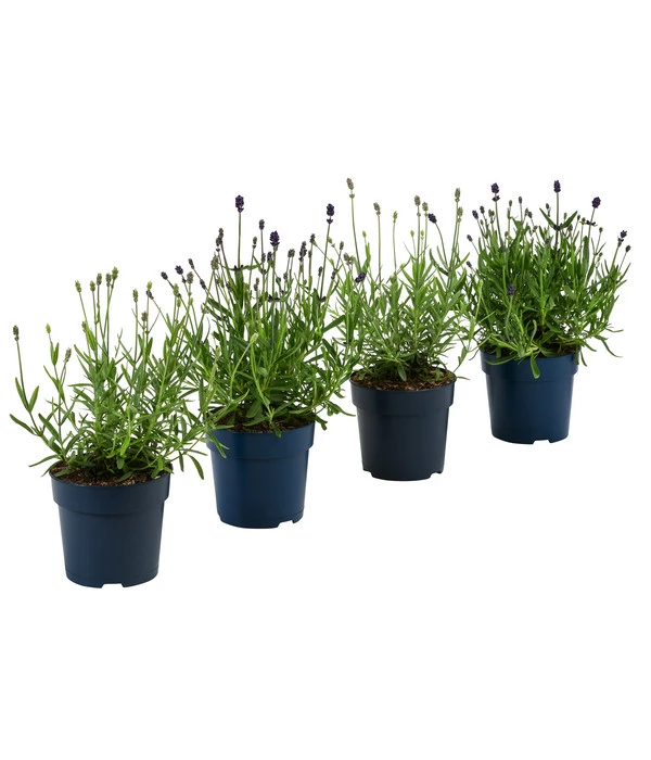 Lavendel-Set Lavendel-Vielfalt, 4-teilig 3 Lavendel-Set Lavendel-Vielfalt, 4-teilig