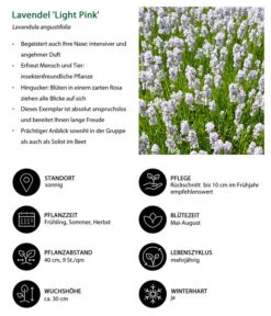 Lavendel-Set Lavendel-Vielfalt, 4-teilig 14 Lavendel-Set Lavendel-Vielfalt, 4-teilig -Dehner 7805781 WE IG 001 LavendelLightPinkAngustifoliaLightPinkLuckner