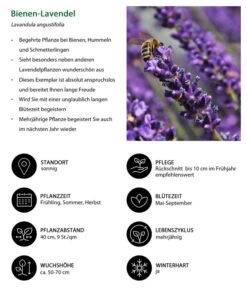 Lavendel-Set Lavendel-Vielfalt, 4-teilig 12 Lavendel-Set Lavendel-Vielfalt, 4-teilig -Dehner 7805799 WE IG 001 BienenLavendel