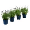 Schmetterlings-Lavendel 'Royal Blue', 4er-Set -Dehner 7805807 WE FS 001 LavendelpaketLavandulaSchmetterlingslavendel4PflanzenT12