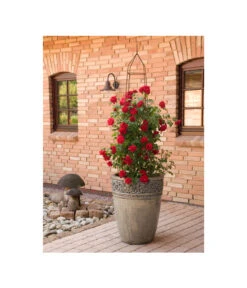 Kletterrose 'Amadeus®' -Dehner 7809908 BildM 001 KletterroseAmadeusAmadeus