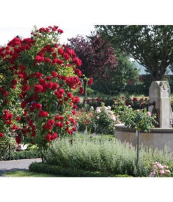 Kletterrose 'Amadeus®' -Dehner 7809908 BildM 002 KletterroseAmadeusAmadeus