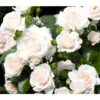 Rose 'Aspirin®', Stämmchen -Dehner 7810476 PR DE 001 BodendeckerroseAspirinRet 1