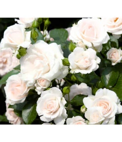 Rose 'Aspirin®', Stämmchen