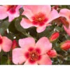 Persische Rosen, Verschiedene Farben -Dehner 7815392 WE DE 001 RosaPersicaRosePersica4LAllgreenRet