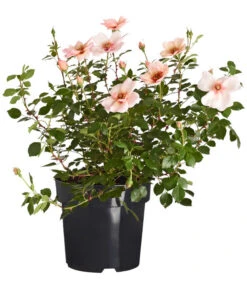 Persische Rosen, Verschiedene Farben -Dehner 7815392 WE FS 001 RosaPersicaDehnerExpressZS