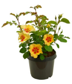 Persische Rosen, Verschiedene Farben -Dehner 7815392 WE FS 002 BeetrosePersicaRosaPersicaAllgreenEyeOfTheTiger