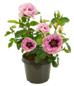 Persische Rosen, Verschiedene Farben -Dehner 7815392 WE FS 003 BeetrosePersicaRosaPersicaAllgreenEyesForYou