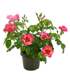 Persische Rosen, Verschiedene Farben -Dehner 7815392 WE FS 004 BeetrosePersicaRosaPersicaAllgreenEyesOnMe