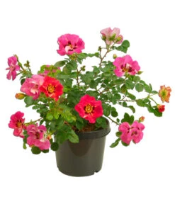 Persische Rosen, Verschiedene Farben -Dehner 7815392 WE FS 005 BeetrosePersicaRosaPersicaAllgreenEyeToEye