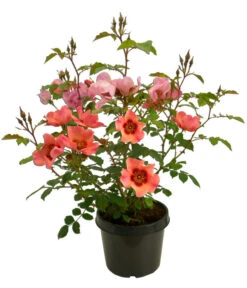 Persische Rosen, Verschiedene Farben -Dehner 7815392 WE FS 006 BeetrosePersicaRosaPersicaAllgreenForYourEyesOnly