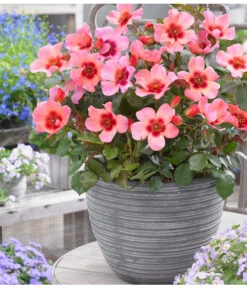 Persische Rosen, Verschiedene Farben -Dehner 7815392 WE MO 001 RosaPersicaRosePersica4LAllgreen