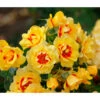 Bodendeckerrose 'Orienta Aylin' -Dehner 7826704 WE MO 001 RosaRoseOrientaAylin4LRosenTantau