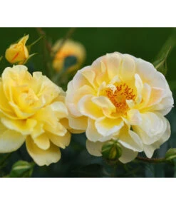 Rosen-Set Insektenfreundlich, 3-teilig -Dehner 7827108 WE DE 001 RosaRosenpaketBienenweideGelbWubaRosenTantau