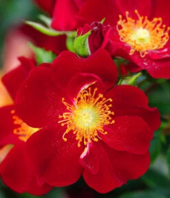 Rosen-Set Insektenfreundlich, 3-teilig -Dehner 7827108 WE DE 001 RosaRosenpaketBienenweideRotWubaRosenTantau