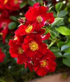 Rosen-Set Insektenfreundlich, 3-teilig -Dehner 7827108 WE DE 002 RosaRosenpaketBienenweideRotWubaRosenTantau