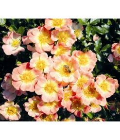 Rosen-Set Insektenfreundlich, 3-teilig -Dehner 7827108 WE MO 001 RosaRosenpaketBienenweideApricotWubaRosenTantau