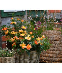 Rosen-Set Insektenfreundlich, 3-teilig -Dehner 7827108 WE MO 002 RosaRosenpaketBienenweideApricotWubaRosenTantau