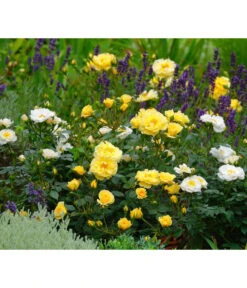 Rosen-Set Insektenfreundlich, 3-teilig -Dehner 7827108 WE MO 002 RosaRosenpaketBienenweideGelbWubaRosenTantau