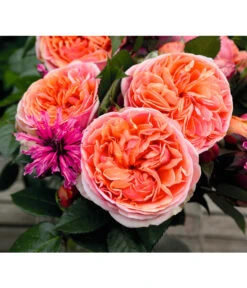 Edelrose 'Chippendale®' 9 Edelrose 'Chippendale®' -Dehner 7830284 BildD 002 EdelroseChippendaleChippendale