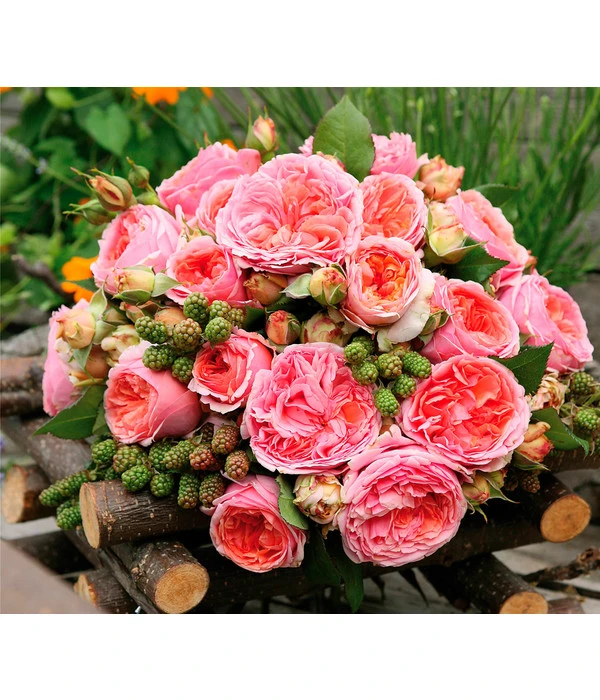 Edelrose 'Chippendale®' 4 Edelrose 'Chippendale®' – Bild 2