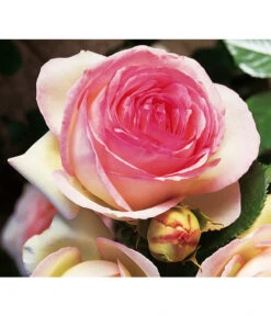 Kletterrose 'Eden Rose®' 8 Kletterrose 'Eden Rose®' -Dehner 7841661 BildD 002 KletterroseEdenRoseEdenRose