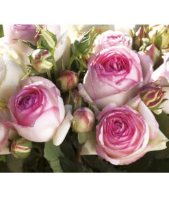 Kletterrose 'Eden Rose®' 9 Kletterrose 'Eden Rose®' -Dehner 7841661 BildD 003 KletterroseEdenRoseEdenRose