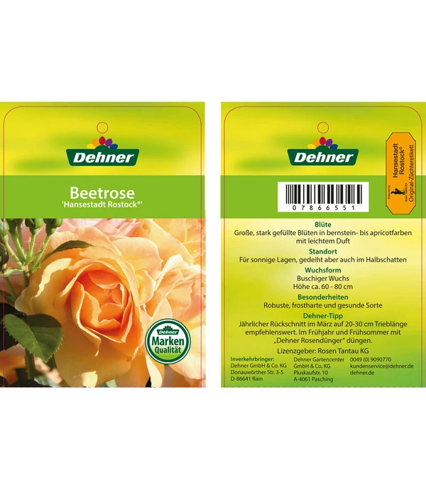 Beetrose 'Hansestadt Rostock®' 6 Beetrose 'Hansestadt Rostock®' – Bild 4