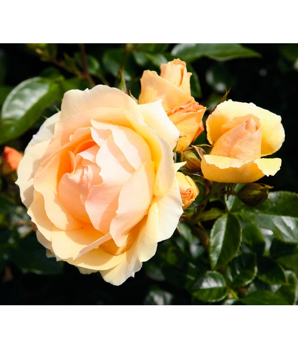 Beetrose 'Hansestadt Rostock®' 4 Beetrose 'Hansestadt Rostock®' – Bild 2