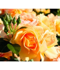 Beetrose 'Hansestadt Rostock®' 8 Beetrose 'Hansestadt Rostock®' -Dehner 7866569 PR FS 001 BeetroseHansestadtRostockRet 1