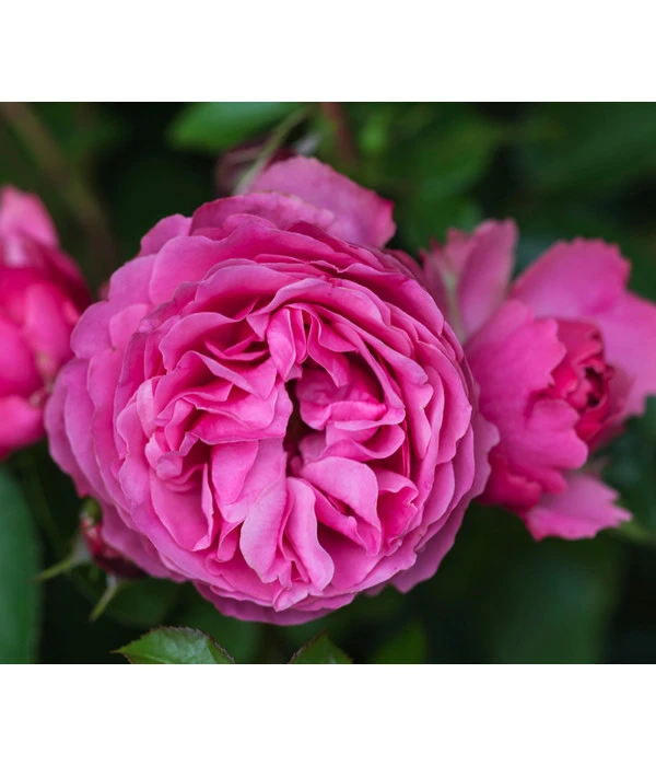 Beetrose 'Leonardo Da Vinci®' 3 Beetrose 'Leonardo Da Vinci®'