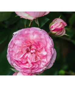 Beetrose 'Leonardo Da Vinci®' 8 Beetrose 'Leonardo Da Vinci®' -Dehner 7879174 PR DE 002 BeetroseLeonardoDaVinciRosaLucknerRet