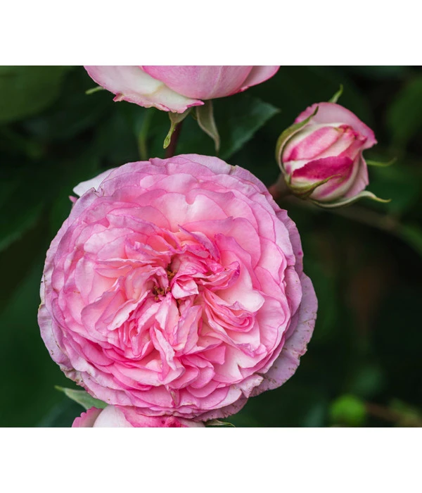 Beetrose 'Leonardo Da Vinci®' 5 Beetrose 'Leonardo Da Vinci®' – Bild 3