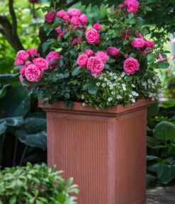 Beetrose 'Leonardo Da Vinci®' 9 Beetrose 'Leonardo Da Vinci®' -Dehner 7879174 PR MO 001 BeetroseLeonardoDaVinciRosaLucknerRet