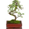 Bonsai Chinesische Ulme - Ulmus Parviflora, 8 Jahre