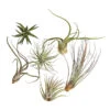 Tillandsien - Tillandsia Hybride, Verschiedene Sorten, 6-teilig 1 Tillandsien - Tillandsia Hybride, Verschiedene Sorten, 6-teilig -Dehner 7977663 WE FS 001 Tillandsien6erMixDehnerExpressHerzig